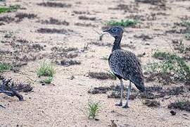 Black-bellied Bustard