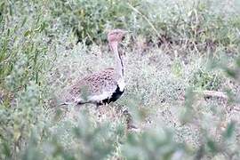 Buff-crested Bustard