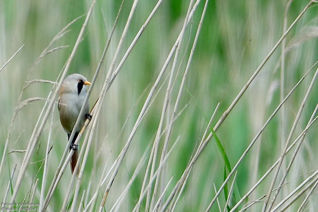 Bearded Reedling male adult