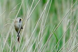 Bearded Reedling