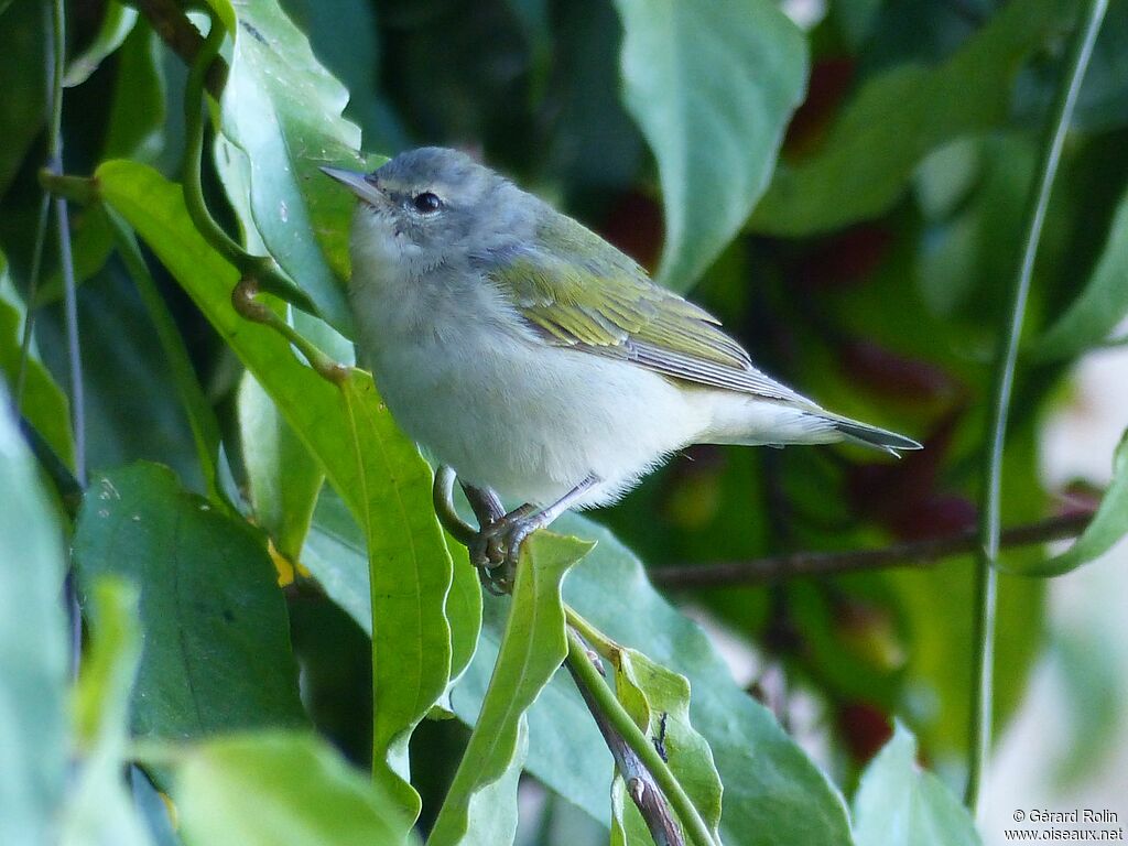 Tennessee Warbler