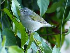 Tennessee Warbler