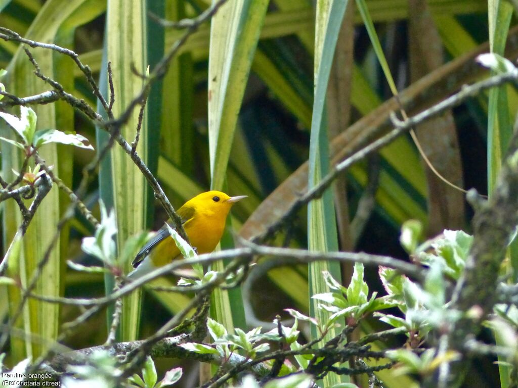 Prothonotary Warbler