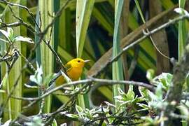 Prothonotary Warbler