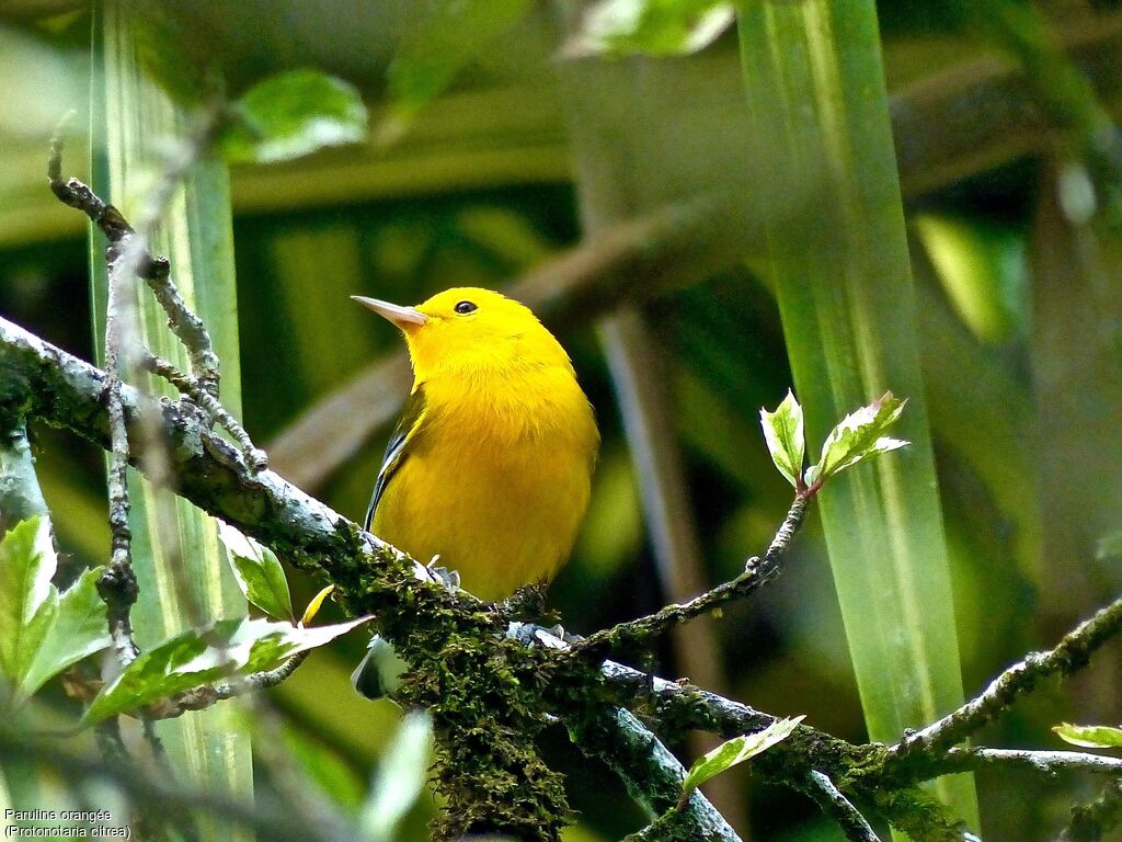 Prothonotary Warbler