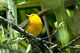 Prothonotary Warbler