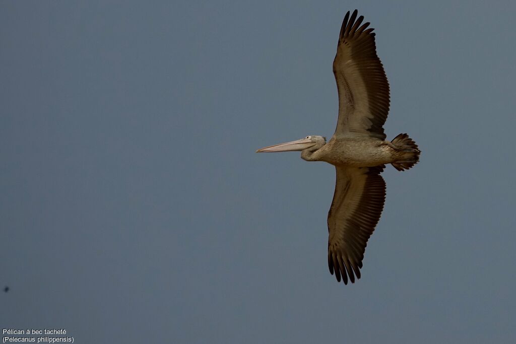 Spot-billed Pelican