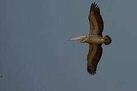 Spot-billed Pelican