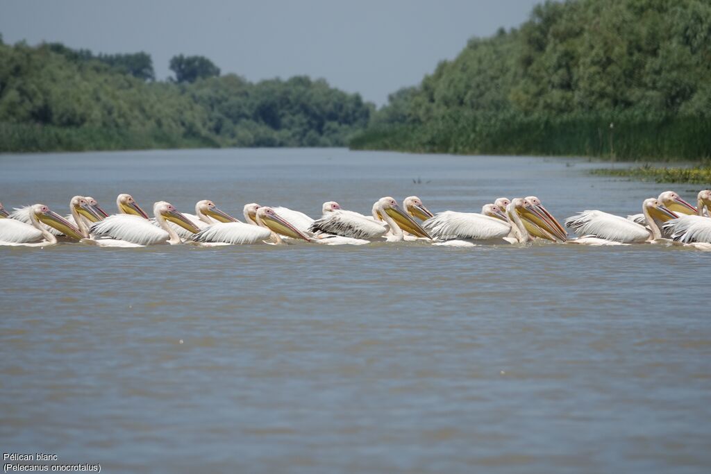 Great White Pelican