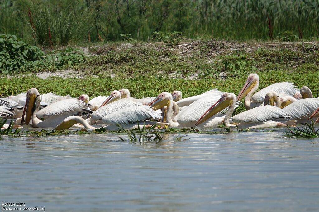 Great White Pelican