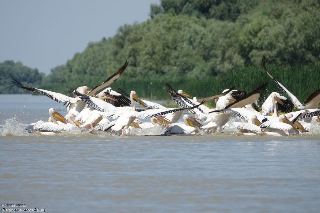 Great White Pelican