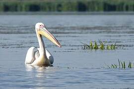 Great White Pelican