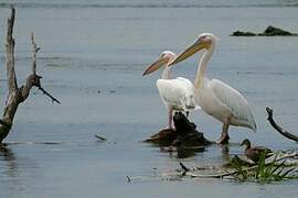 Great White Pelican