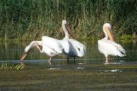 Great White Pelican