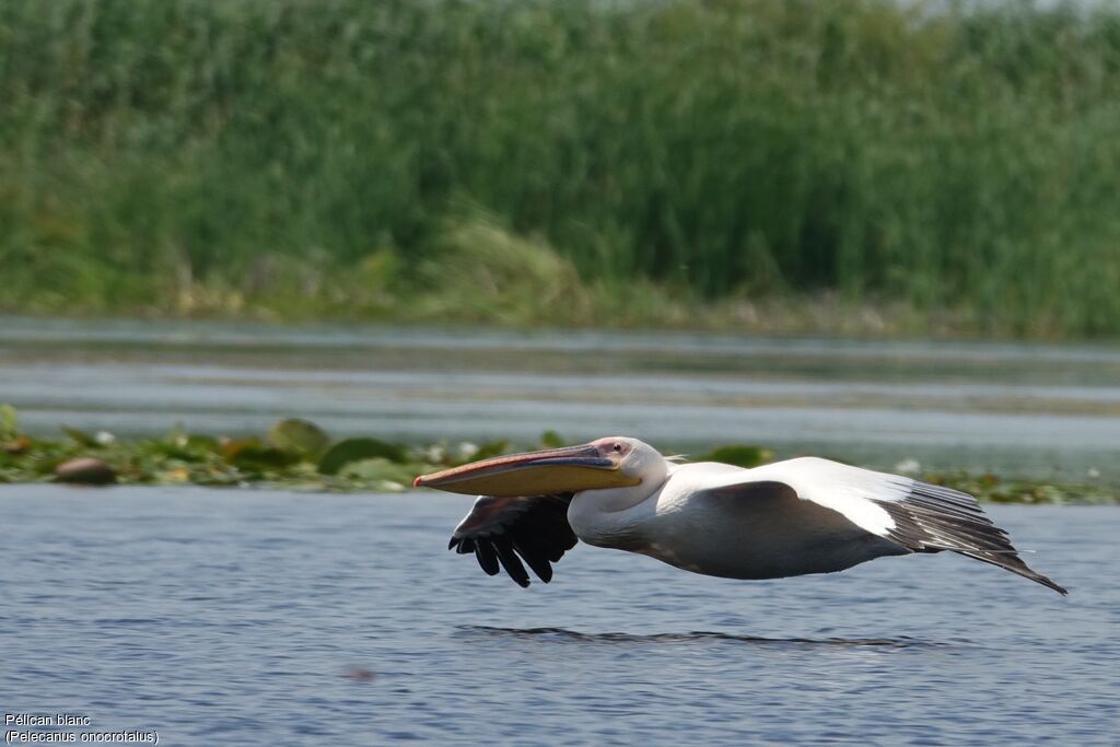 Great White Pelican