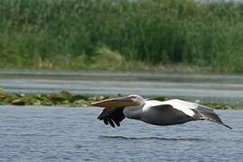 Great White Pelican