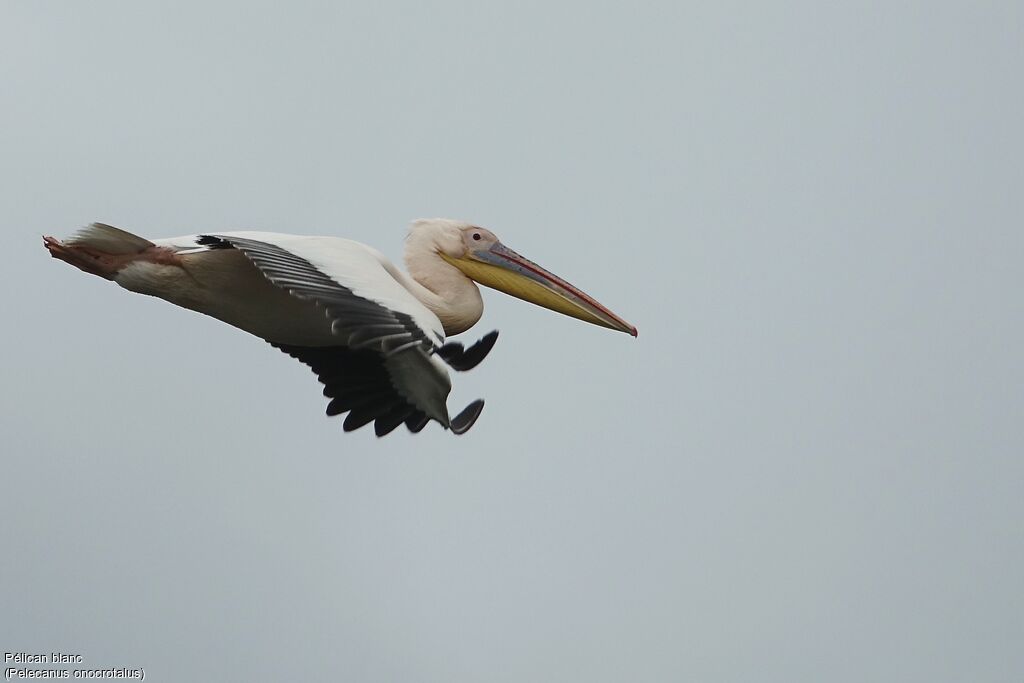 Pélican blanc