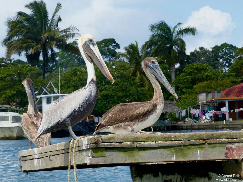 Brown Pelican