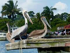 Brown Pelican