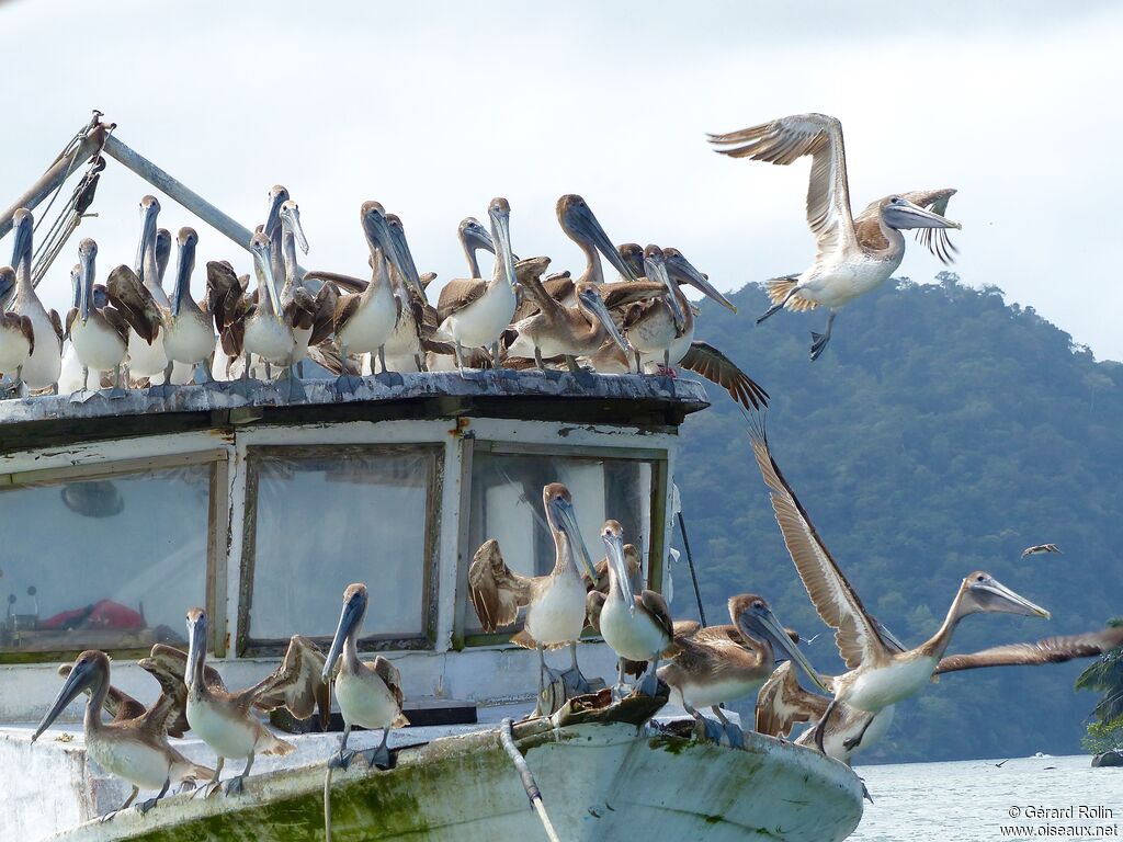 Brown Pelican