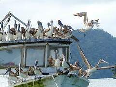 Brown Pelican