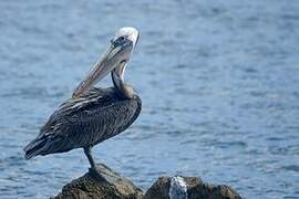 Brown Pelican