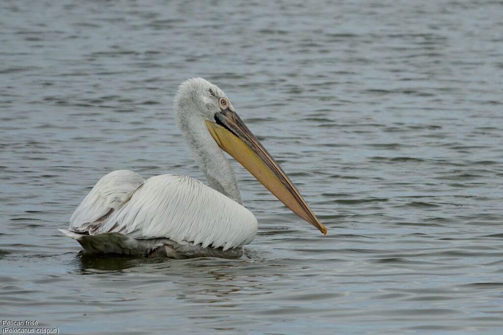 Dalmatian Pelican