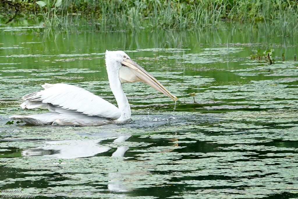 Dalmatian Pelican