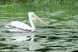 Dalmatian Pelican