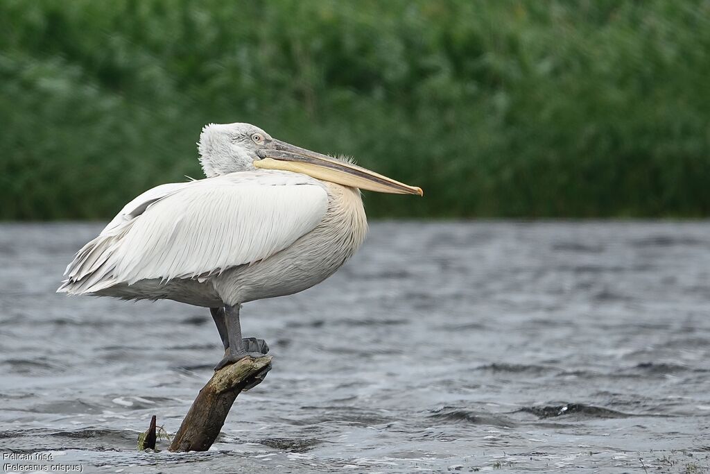 Dalmatian Pelican