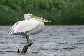 Dalmatian Pelican