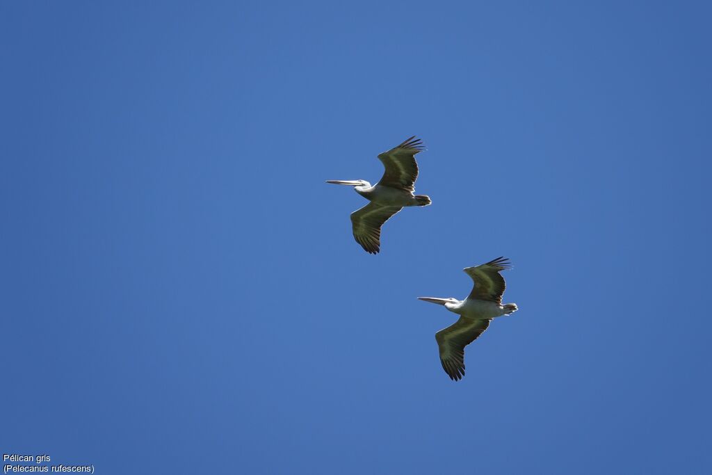 Pink-backed Pelican