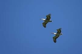 Pink-backed Pelican