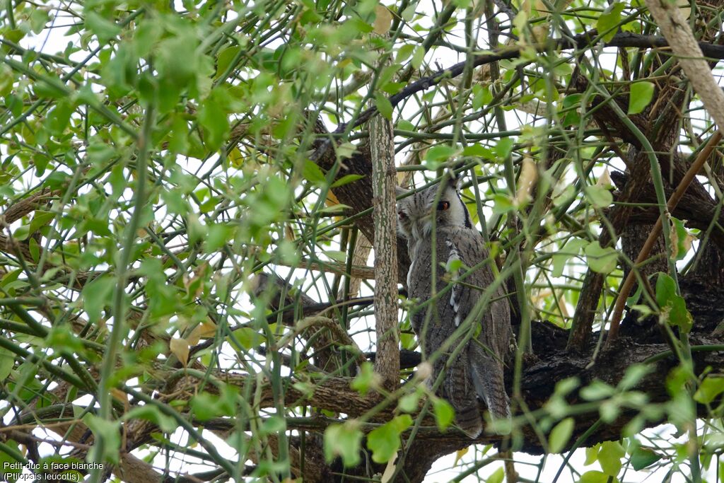 Northern White-faced Owl