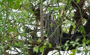 Northern White-faced Owl