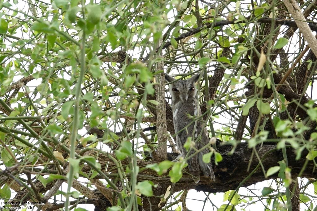 Northern White-faced Owl