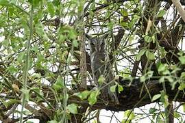 Northern White-faced Owl