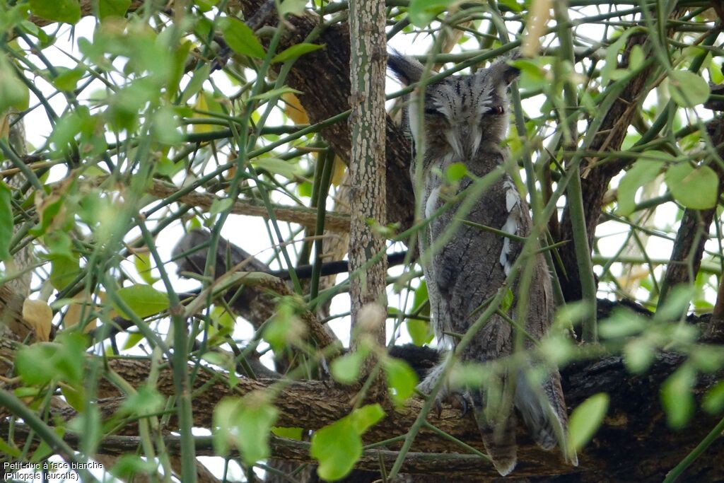 Northern White-faced Owl