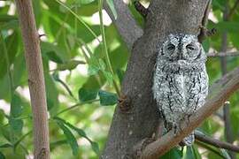 African Scops Owl