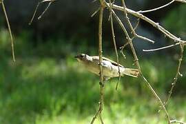 Lesser Honeyguide