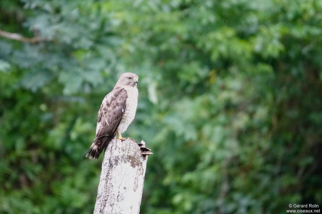 Broad-winged Hawk