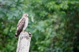 Broad-winged Hawk