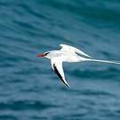Phaéton à bec rouge