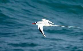 Red-billed Tropicbird