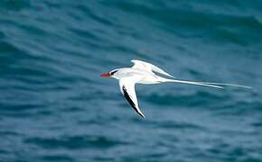 Red-billed Tropicbird