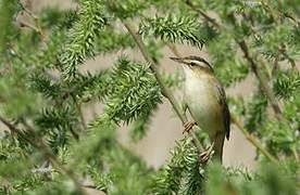 Sedge Warbler