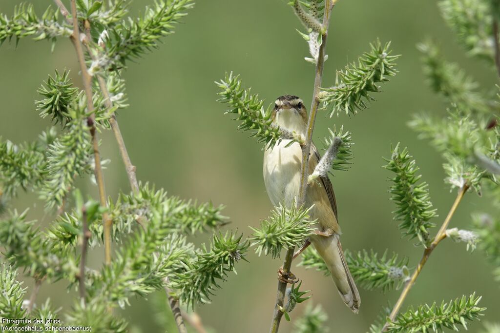 Sedge Warbler