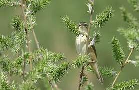 Sedge Warbler