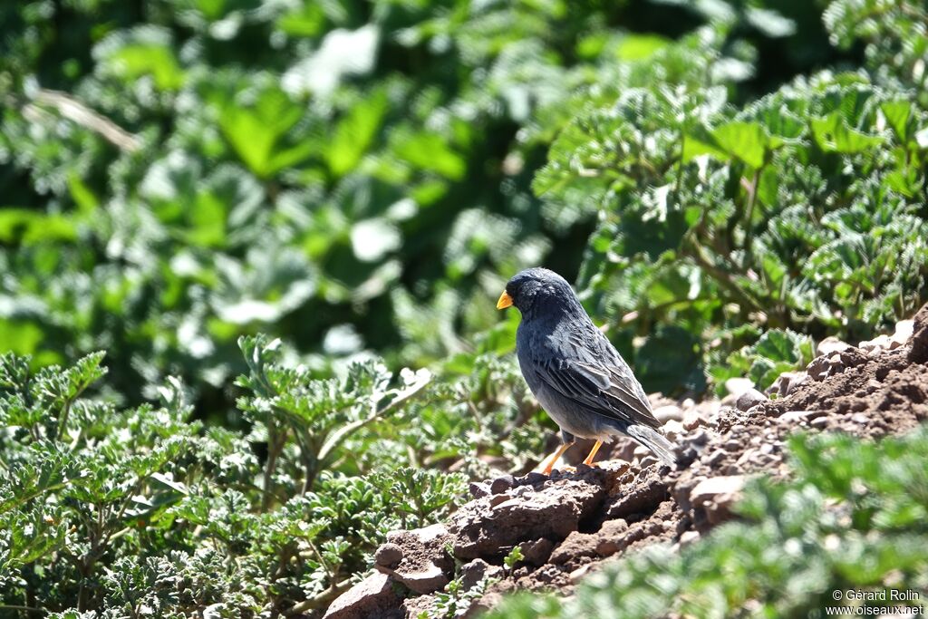 Band-tailed Sierra Finch male adult breeding