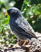 Band-tailed Sierra Finch